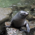 LES FOQUES DE KAIKOURA