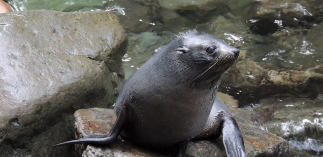 LES FOQUES DE KAIKOURA