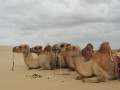 Tour pel desert del Gobi (Dies 5-6)