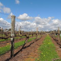 Free tastings a Swan Valley