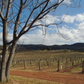 Semillon i Shiraz a Hunter Valley