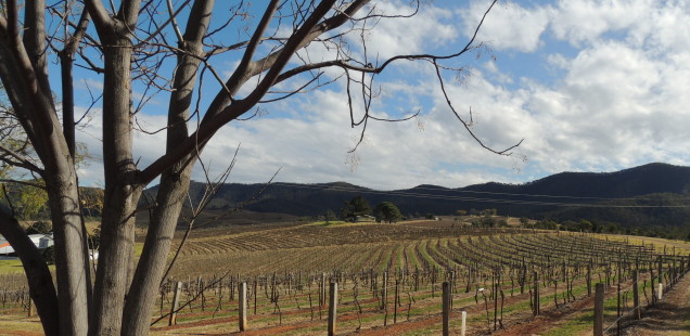 Semillon i Shiraz a Hunter Valley