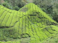 Les plantacions de te de Cameron Highlands