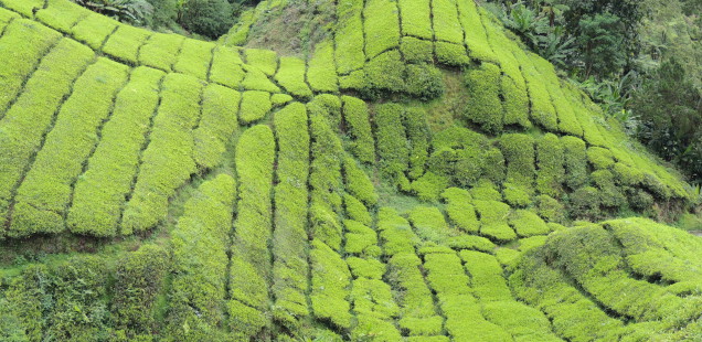 Les plantacions de te de Cameron Highlands