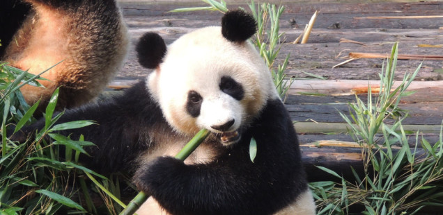 Chengdu en blanc i negre