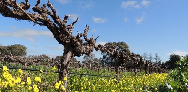 Adelaide i els vins de Barossa