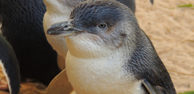 Una de vins i de pingüins