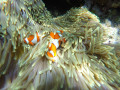 Pemuteran, trobant a en Nemo