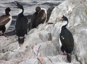 cormoran imperial